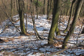 Zakončení vých. valu, z něhož vedl most k bráně do bočního předhradí (© Dušan Dohňanský 03/2020)