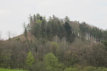částečně odlesněný hradní kopec z louky na jz. (© D Dohňanský, 05/2017)