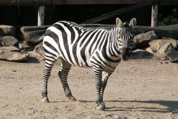 jedna ze zeber ve stylizovaném africkém výběhu ( © Jan P. Štěpánek 09/2008)