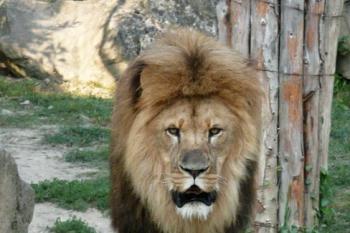 král zlínské zoo ( © Jan P. Štěpánek 09/2008)