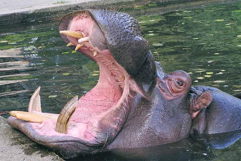 ZOO Praha