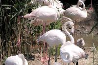 ZOO Ohrada
