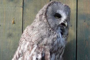 V ZOO spatříme mnoho druhů sov (© Jiří Cukr, 09/2007)