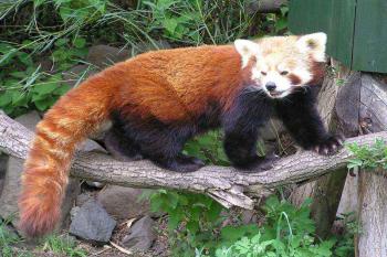 FIREFOX - PANDA ČERVENÁ (© Václav Čermák 04/2005)