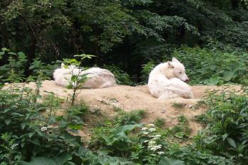 ZOO Brno (© Ivo Rozehnal, 06/2009)