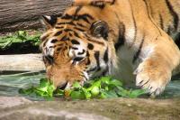 ZOO Olomouc