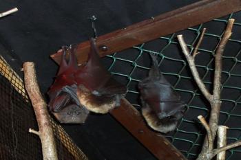 ZOO Sv.Kopeček (© Ivo Rozehnal, 02/2007)