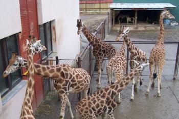 ZOO Sv.Kopeček (© Ivo Rozehnal, 02/2007)