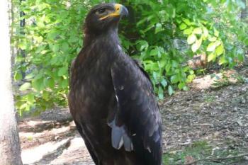 orel skalní v části zoologické zahrady pro poraněná zvířata ( © Jan P. Štěpánek 04/2009)