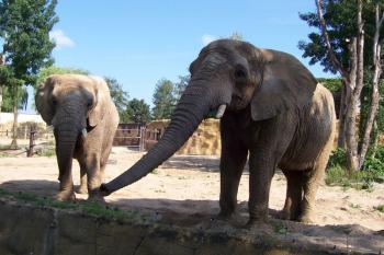 ZOO Dvůr Králové nad Labem (© Ivo Rozehnal, 07/2009)