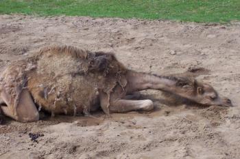 ZOO Dvůr Králové nad Labem (© Ivo Rozehnal, 07/2009)