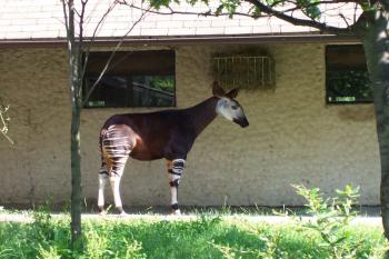 ZOO Dvůr Králové nad Labem (© Ivo Rozehnal, 07/2009)