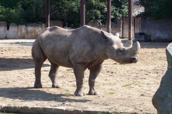 ZOO Dvůr Králové nad Labem (© Ivo Rozehnal, 07/2009)