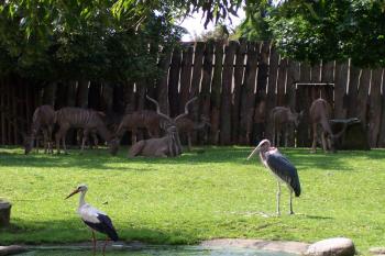 ZOO Dvůr Králové nad Labem (© Ivo Rozehnal, 07/2009)