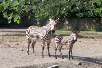 ZOO Dvůr Králové nad Labem (© Ivo Rozehnal, 07/2009)