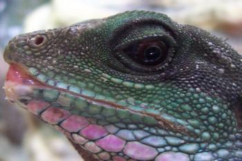ZOO Dvůr Králové nad Labem (© Ivo Rozehnal, 07/2009)
