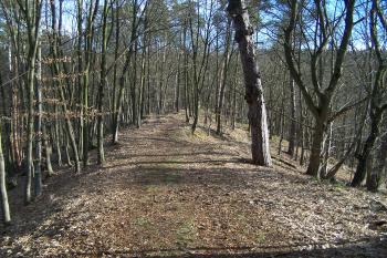  (© Michal Brůža, 02/2011)