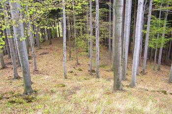  ( © Jan P. Štěpánek 05/2005)