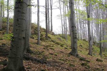  ( © Jan P. Štěpánek 05/2005)