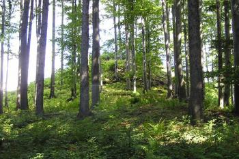 Hrádek na myslíkovském Hradišti od jjv. ( © Jan P. Štěpánek 08/2007)
