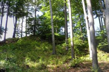 Panorama hrádku Myslík na vrcholu Hradisko od východu ( © Jan P. Štěpánek 08/2007)