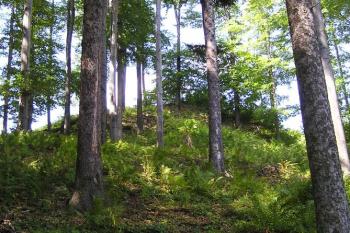Pohled na hrádek Myslík od jihu ( © Jan P. Štěpánek 08/2007)
