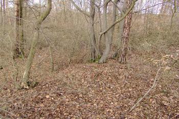 Velmi nepatrné zbytky mělkého příkopu lehce opevněného předpolí ( © Roman Řezáč 01/2005)