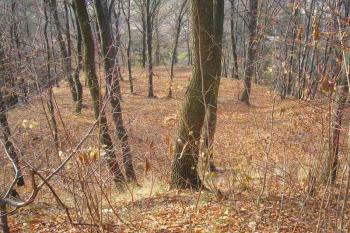 pohled na  západní plošinu pod kartouzou-možné místo hospodářských budov ( © Ondřej Štěpánek 11/2006)