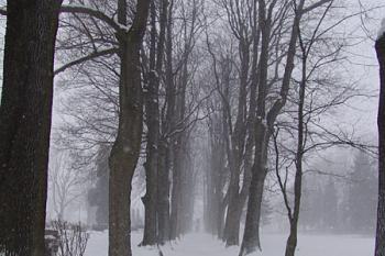 Alej u přiléhajícího hřbitova ( © Roman Řezáč 01/2005)