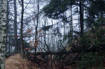 Příkop v jižní části hradního areálu ( © Iva Spurná 15.11.2008)