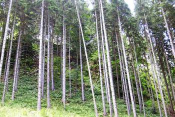 Pohled na hrádek a sklálu od samého úpatí skalního masivu je velmi ztížen vzrostlými stromy ( © Jan P. Štěpánek 2005)