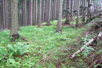 Pohled na setřelý příkop a val na jihovýchodě hrádku ( © Jan P. Štěpánek 2005)