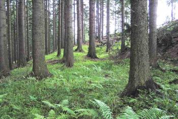 Částečně setřelý příkop a val na jihu areálu hrádku ( © Jan P. Štěpánek 2005)
