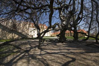 pohled zpod stromu v parku (© Tomáš Berka, 04/2009)