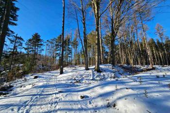 Pohled přes první příkop na plochu předhradí a skalnatý pahorek jádra (vlevo) za druhým příkopem (© Jan P. Štěpánek  01/2025)