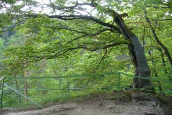 Sokolhrady - pitoreskní buk na vrcholové plošině (© Pavel Jarý, 09.05.2009)