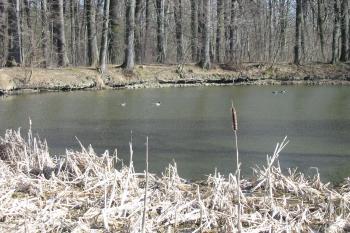 zámecký rybník východně od zámku (© D Dohňanský, 03/2015)