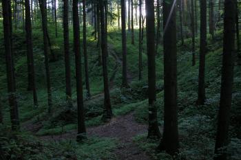  (© Matej Slávik, 07/2006)