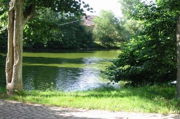 zámecký rybník na severu (© D Dohňanský, 07/2015)