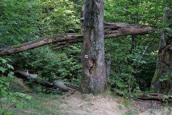 Cesta ke hradu (© Zdeněk Susa, 08/2013)