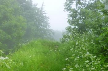 zřícenina hradu Starý Herštejn (© Vlastislav Mareček, 06/2016)