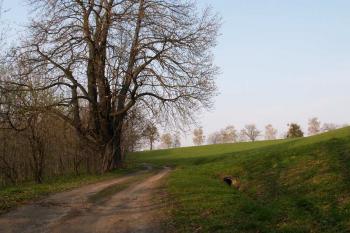 Původní příjezdová cesta dnes již zaniklému zámku ( © Miroslav BITTER 2006)
