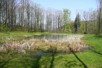 podhradní rybníček na Šostýně ( © Jan P. Štěpánek 05/2008)