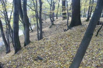 vých.svah od severu (© D Dohňanský, 10/2015)