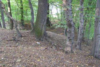 Východní hrana lokality s terénními deformacemi připomínajícími možný příkop ( © Jan P. Štěpánek 09/2006)