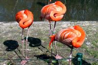 ZOO Ostrava