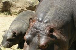 ZOO Ostrava