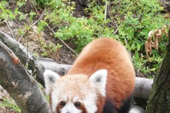 panda červená ( © Jan P. Štěpánek 08/2008)
