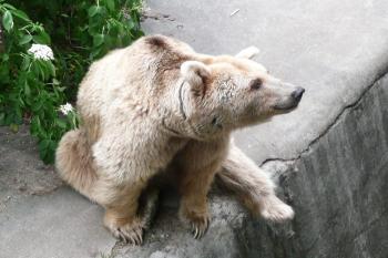 tento medvěd je vděčný za jakoukoliv pozornost ( © Jan P. Štěpánek 08/2008)