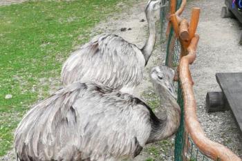 pštros emu ( © Jan P. Štěpánek 08/2008)